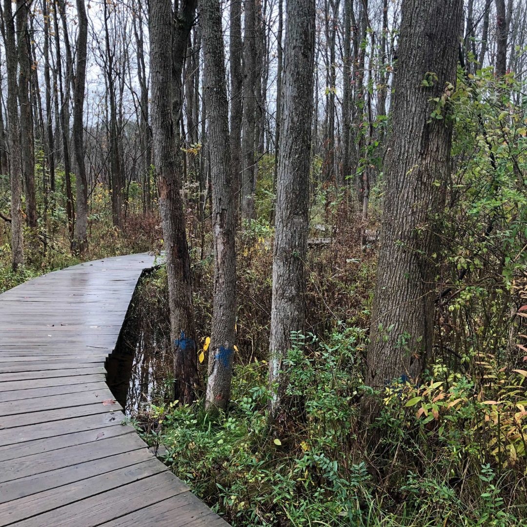 Asbury Woods Ash Trees to Fell 1