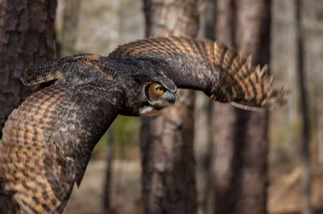 Great Horned Owl 3