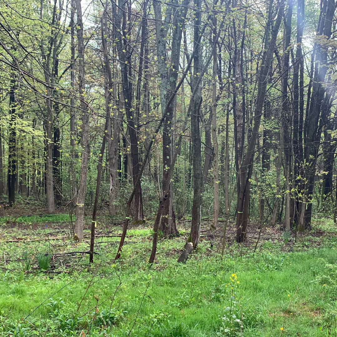 Land Management Sugar Maple 2