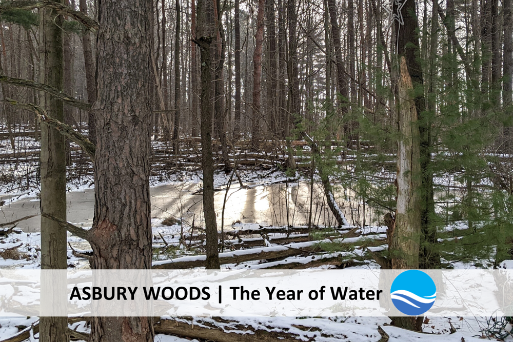 Asbury Woods The Year of Water Asbury Woods