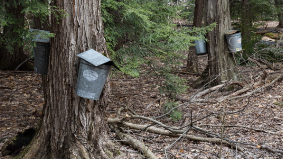 rent a maple bucket