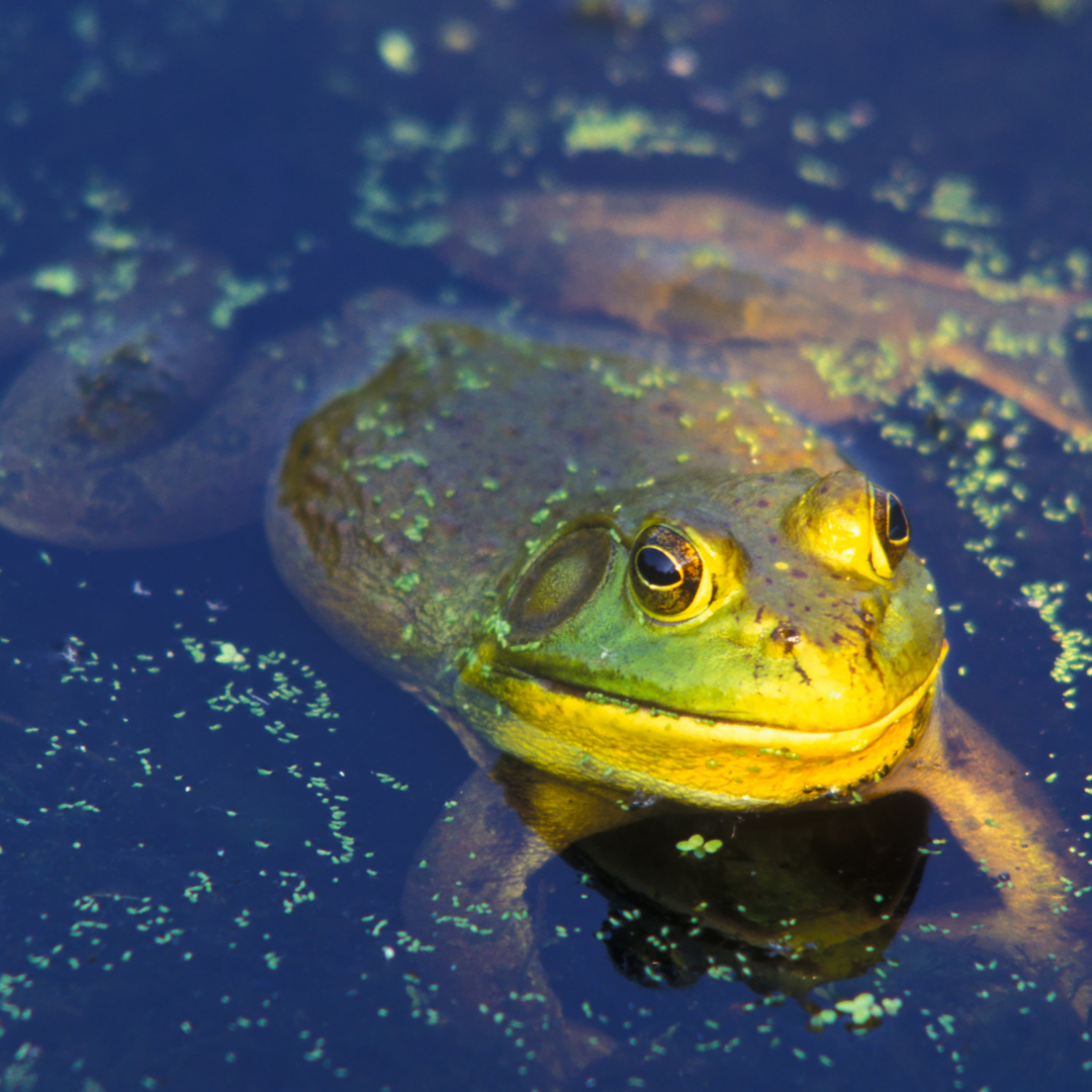 Bullfrog