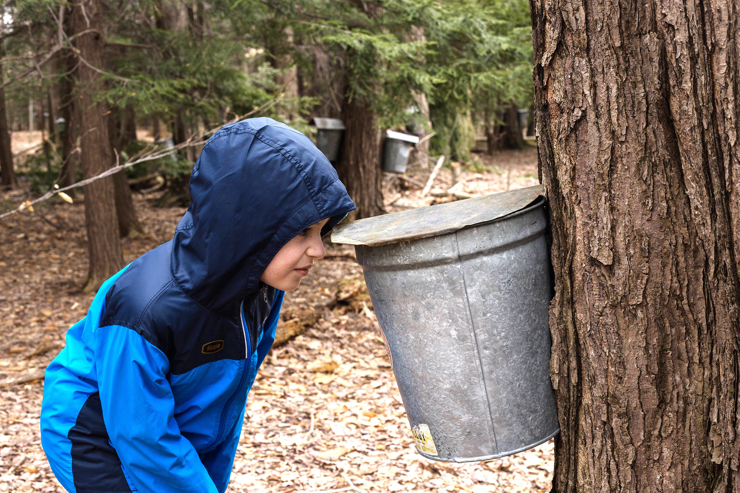 Kids Maple Tree Tapping Kit - Taps & Tubes Kit - Fun and Educational Maple Sugaring Kit