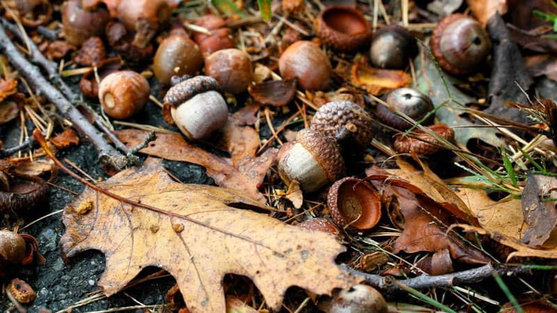 Fall in Asbury Woods