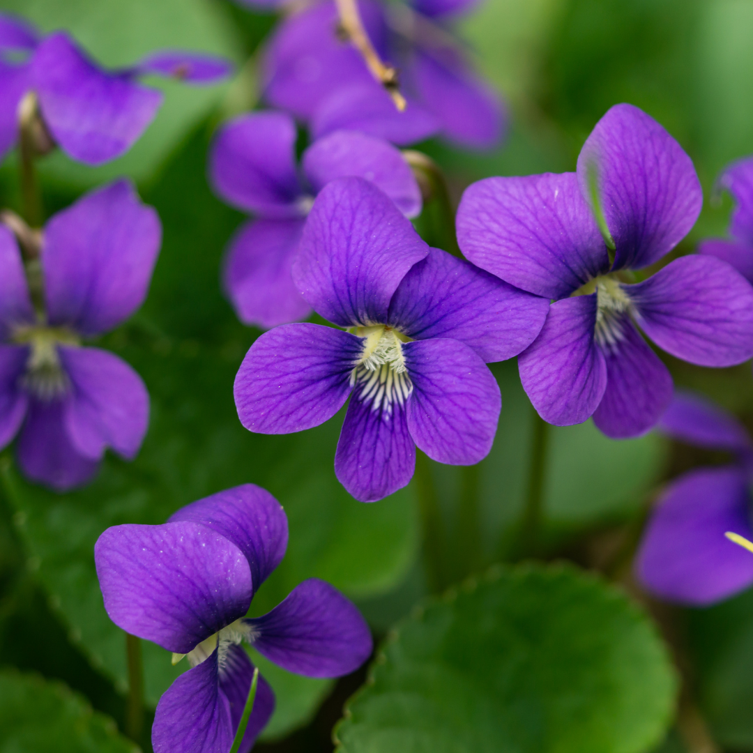 Signs of Spring: Wild Flowers - Asbury Woods