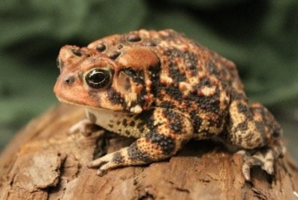 American Toad web