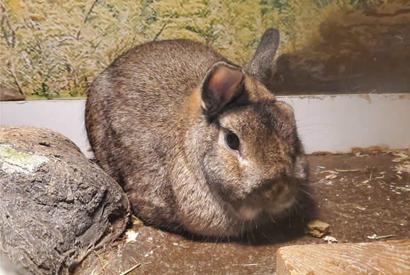 Dwarf Rabbit web