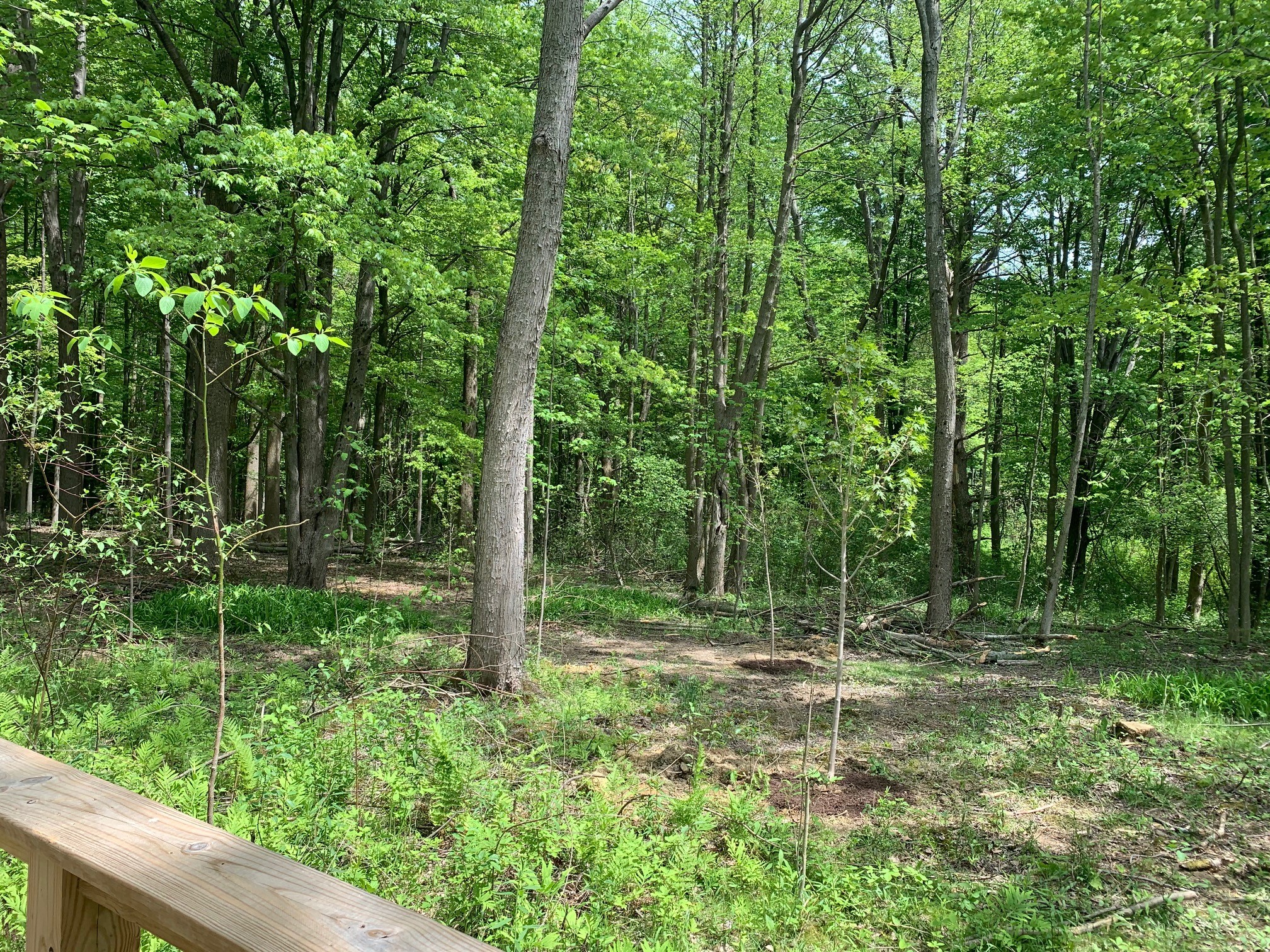 New Maple Trees 3 v2