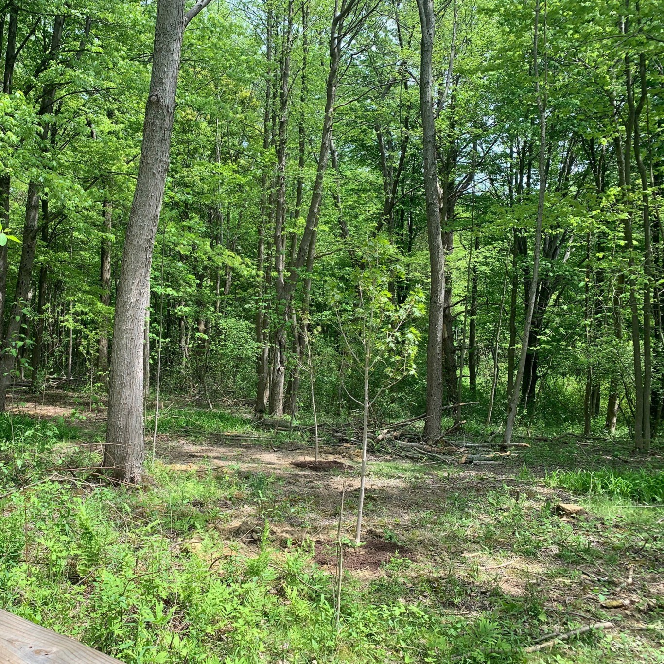Land Management Update Asbury Woods