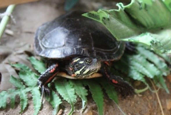 Painted Turtle web