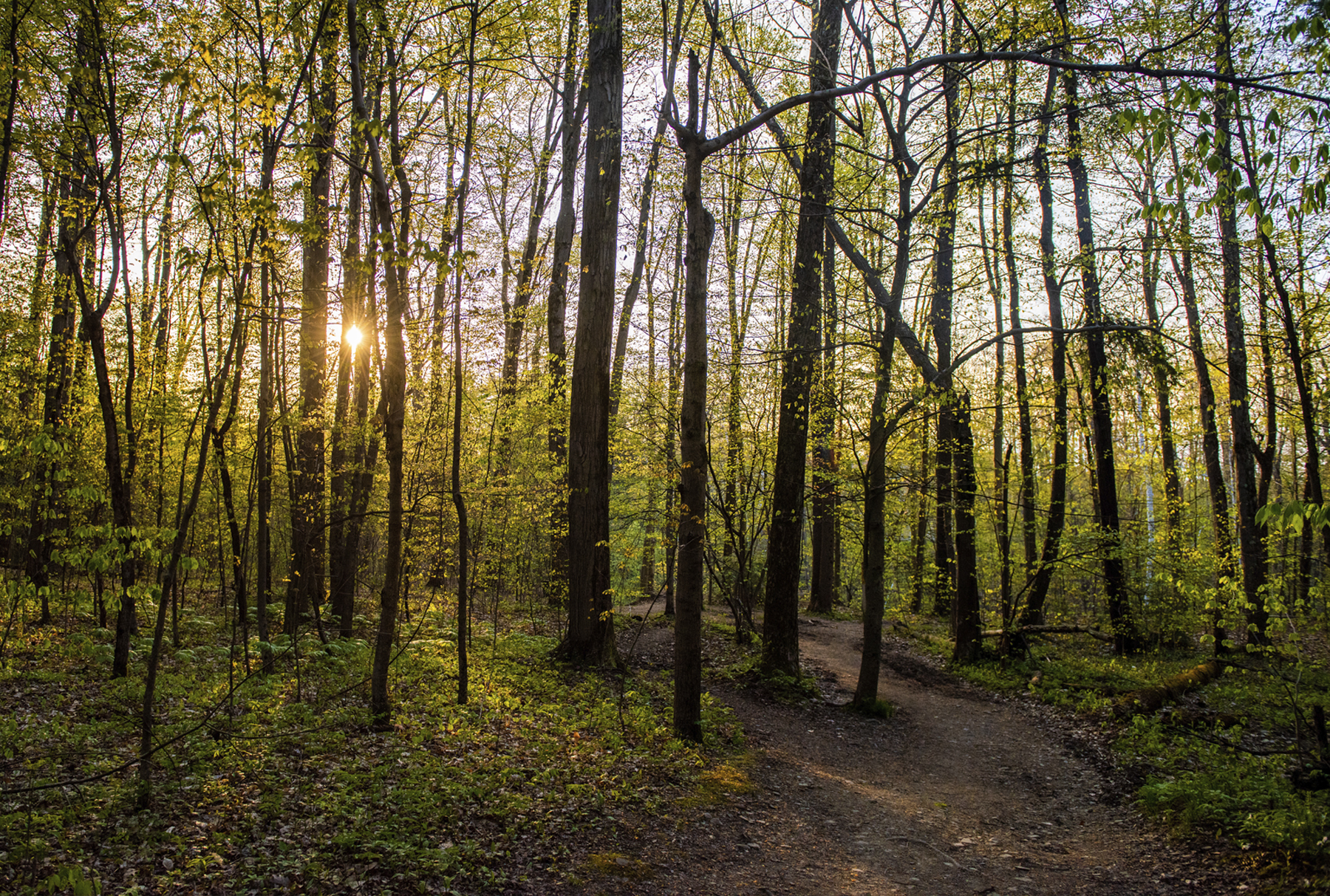 Trail Run Summer scenic