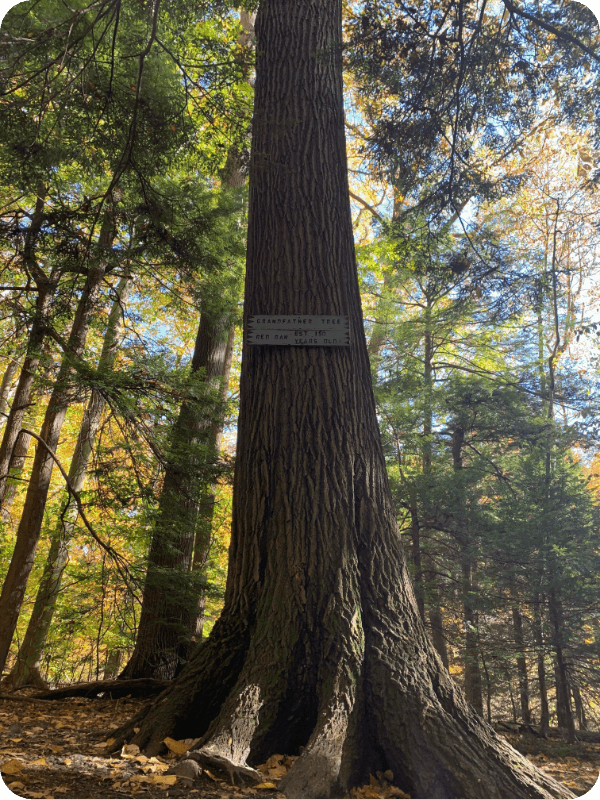 grandfather tree