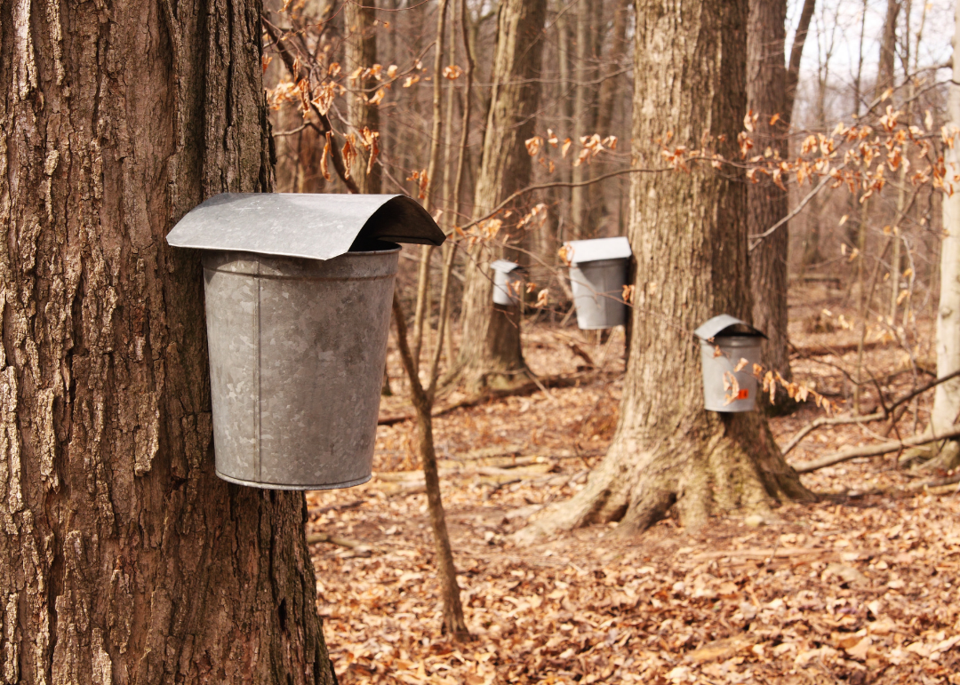 maple bucket 1