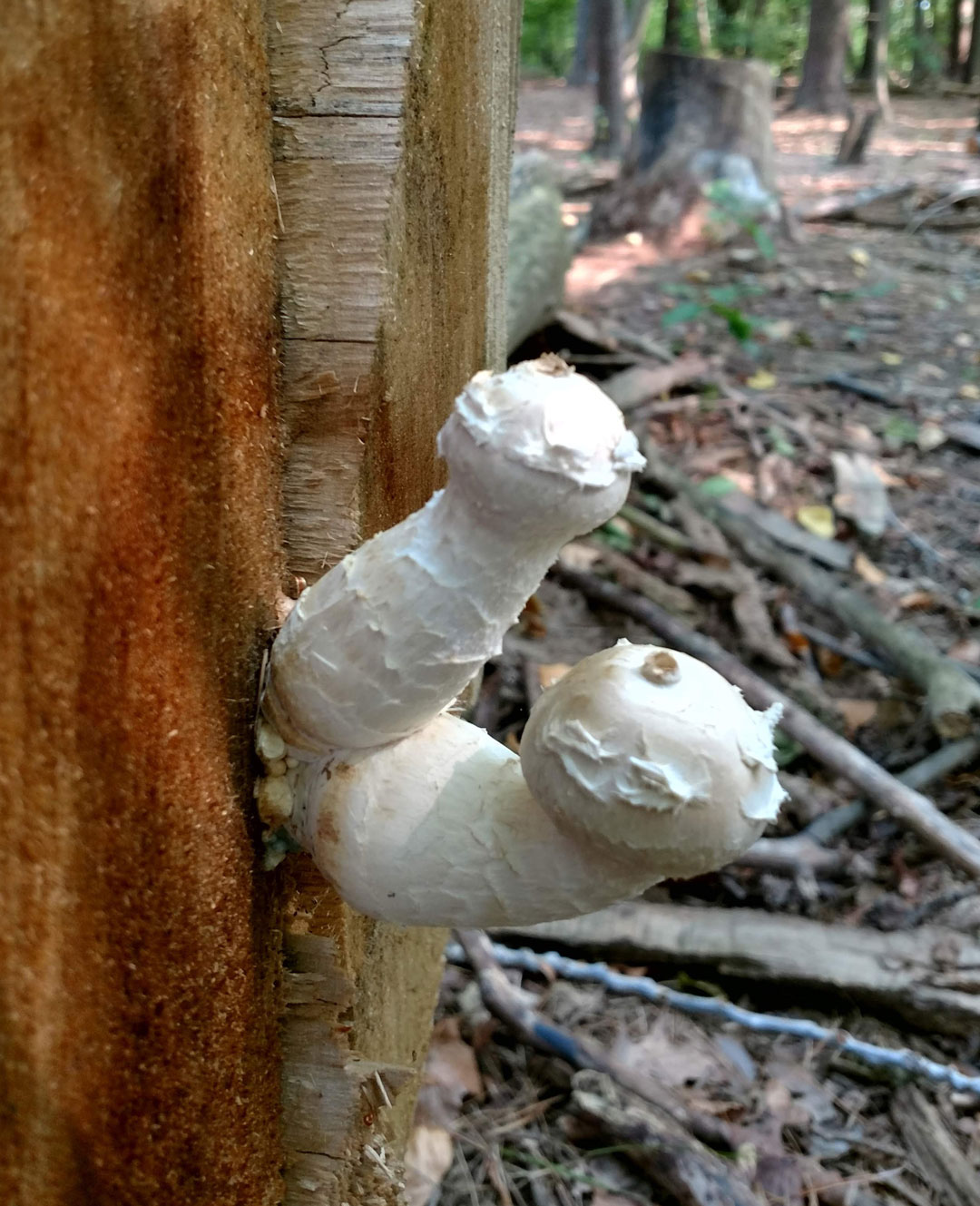 mushrooms