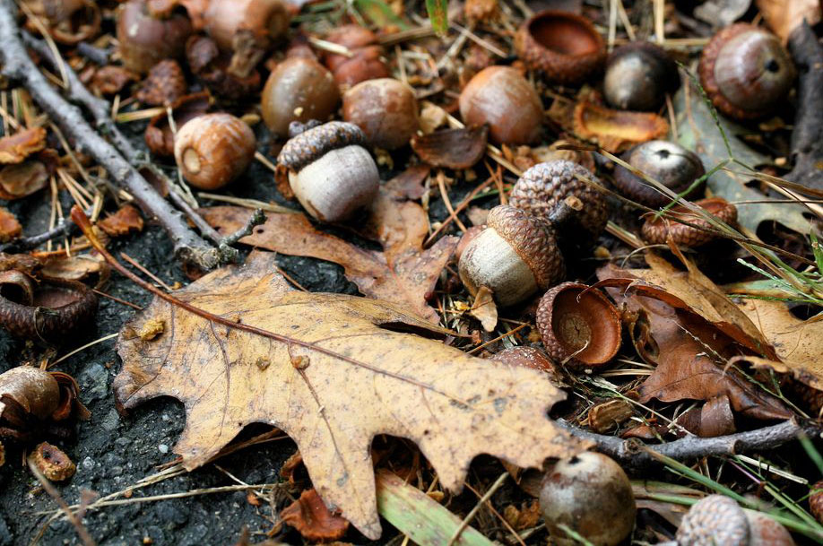 seeds of fall v2