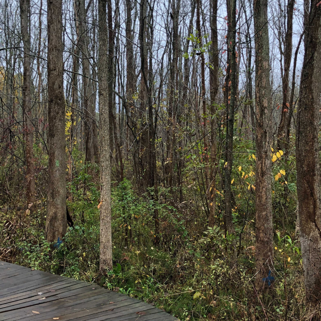 Asbury Woods Ash Trees to Fell 3