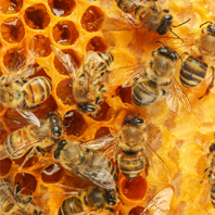 Honey sq