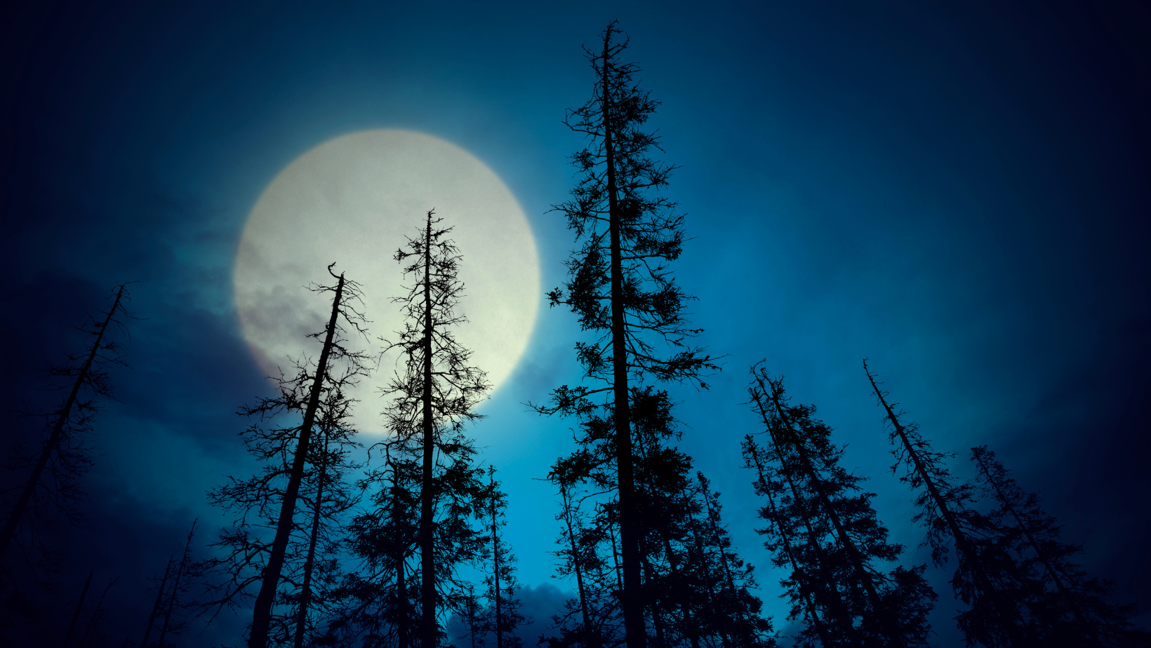 Adult Winter Solstice Night Hike