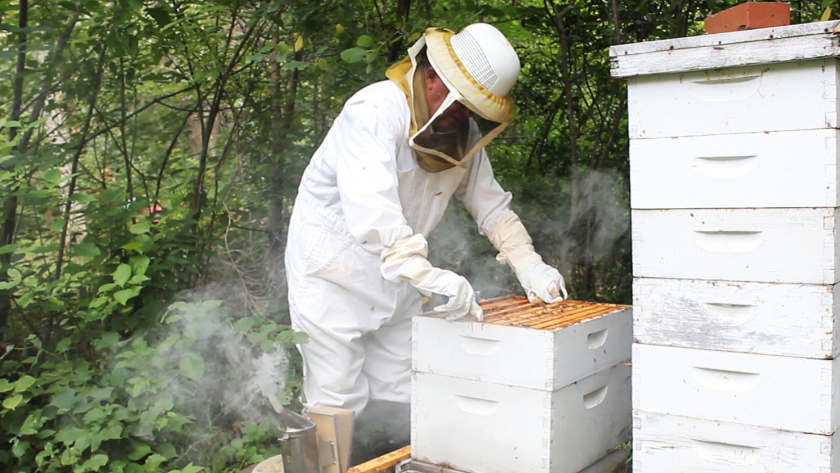Backyard Beekeeping Workshop image