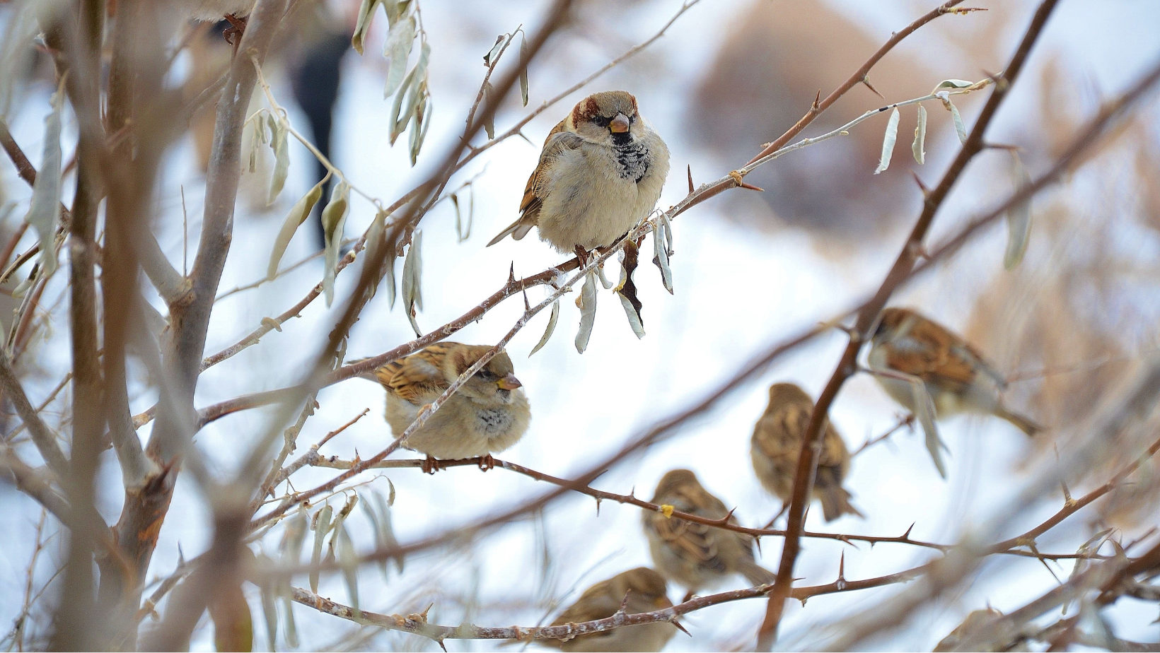 Backyard Bird Count image
