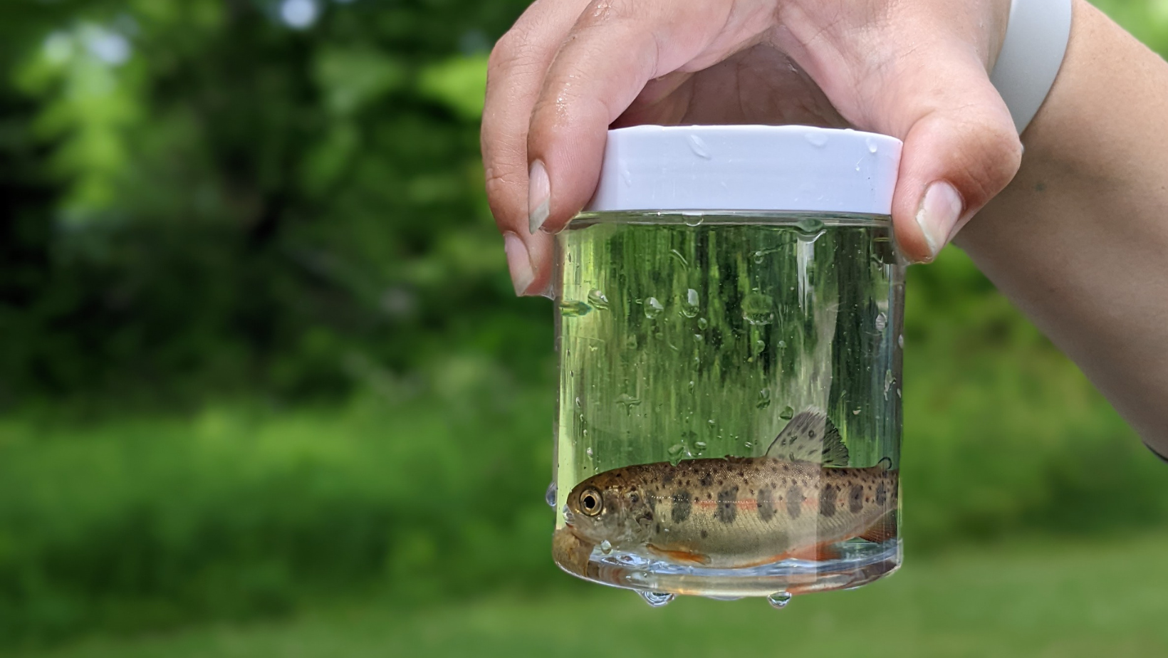 DI Aug26 trout image