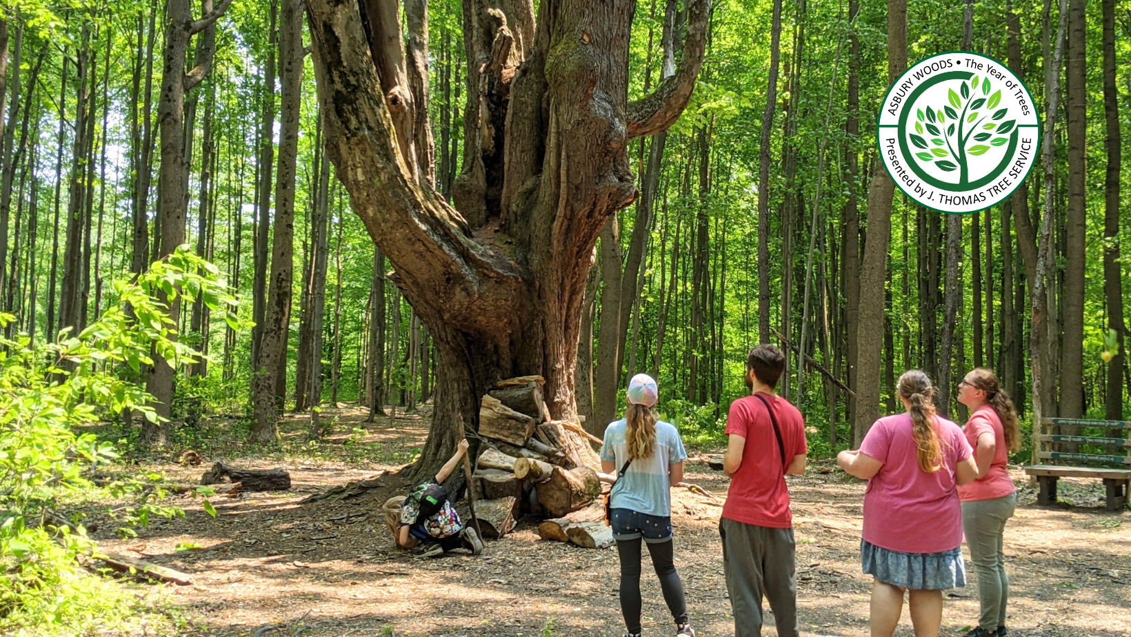 Family Tree Walk and Craft image v3