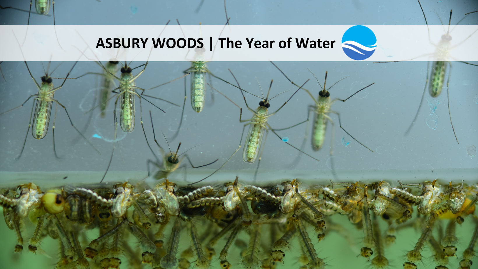 Healthy Water Healthy Critters imageYOW