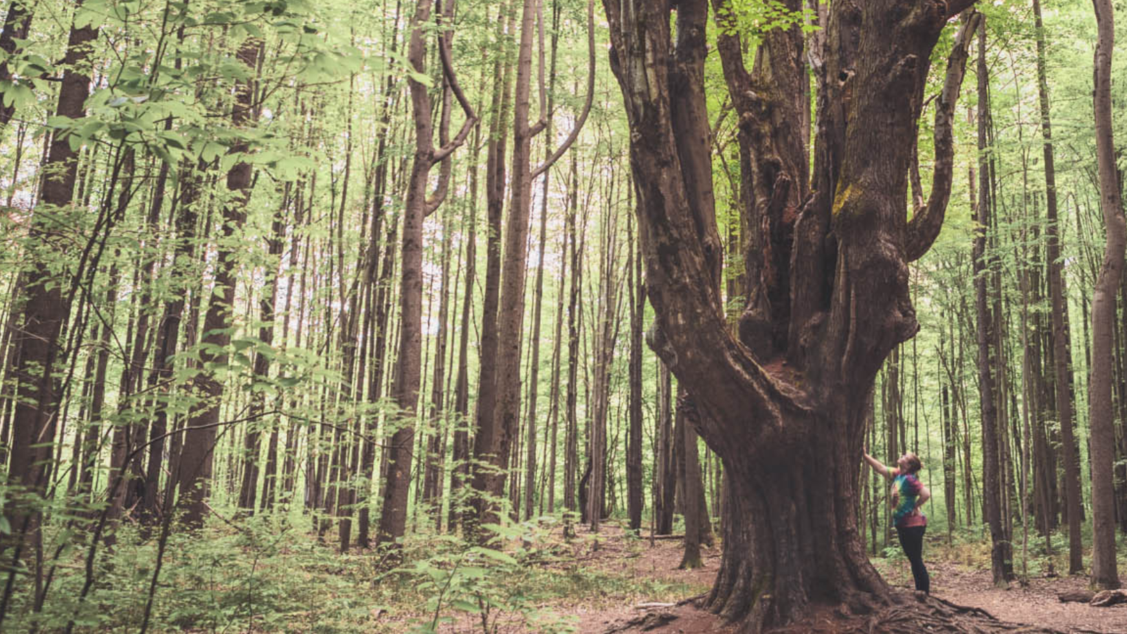 Homeschool Trees are Terrific image