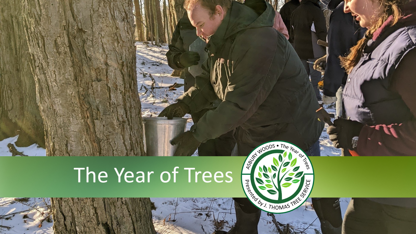 Maple Tree Tapping YOT