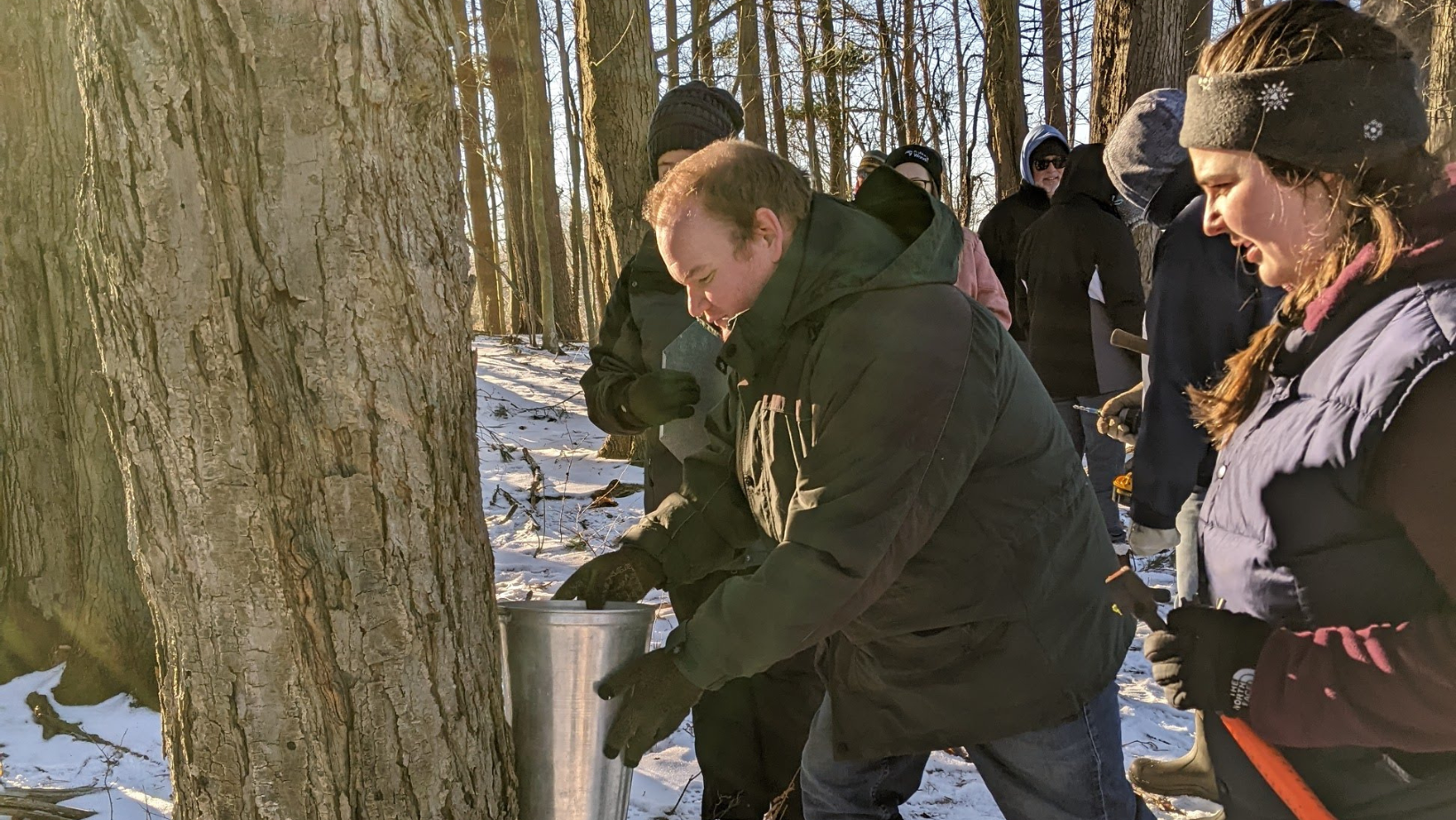 Maple Tree Tapping image