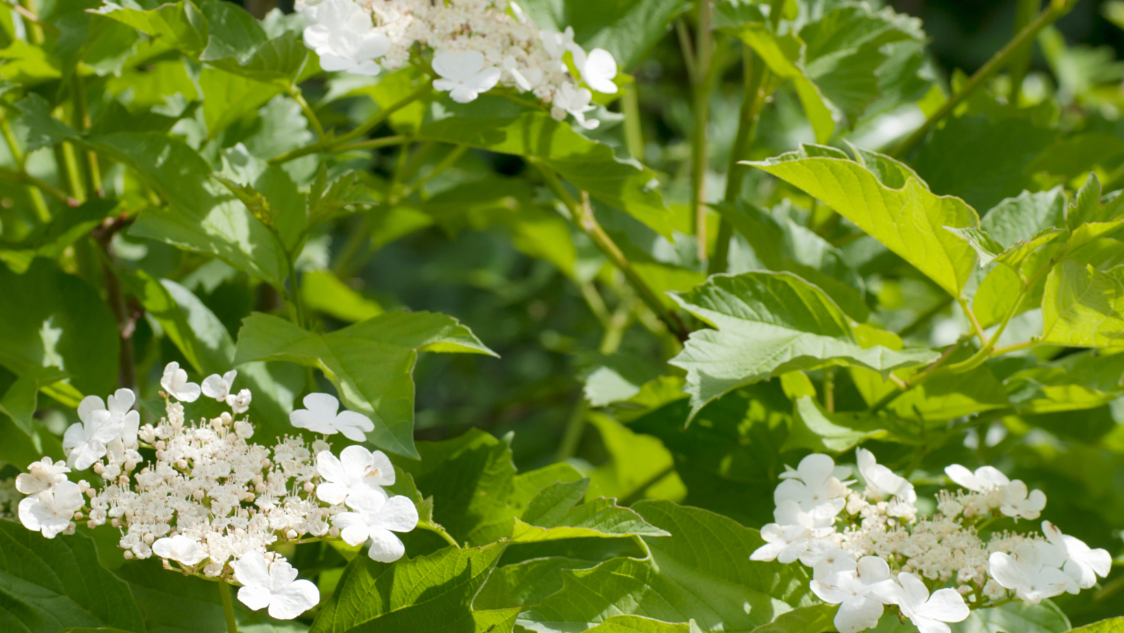 Medicinal Plant Walk image