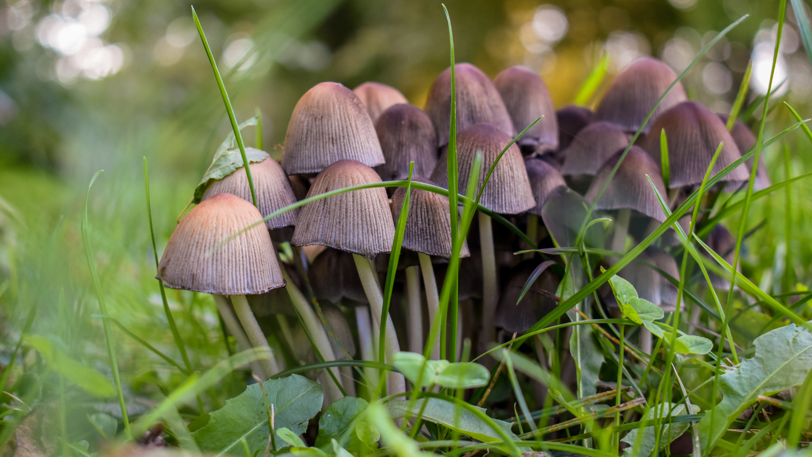 Mushroom Discovery Hike