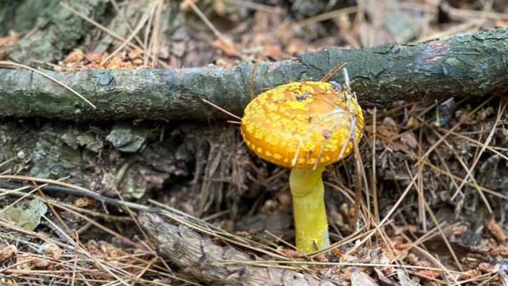 Mushroom Discovery Hike image