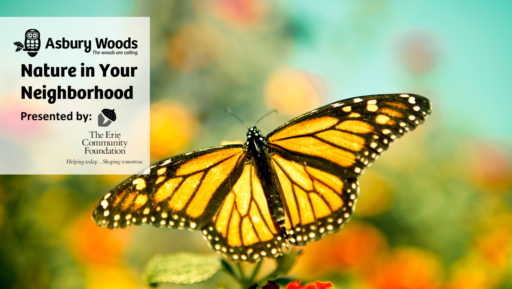 NIYN FBpost butterfly