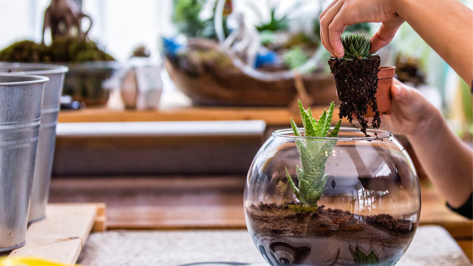 Spooky Terrarium image