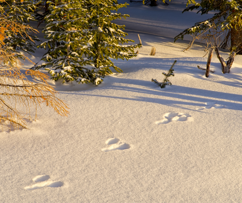 TrackingWInterWildlife Newsletter