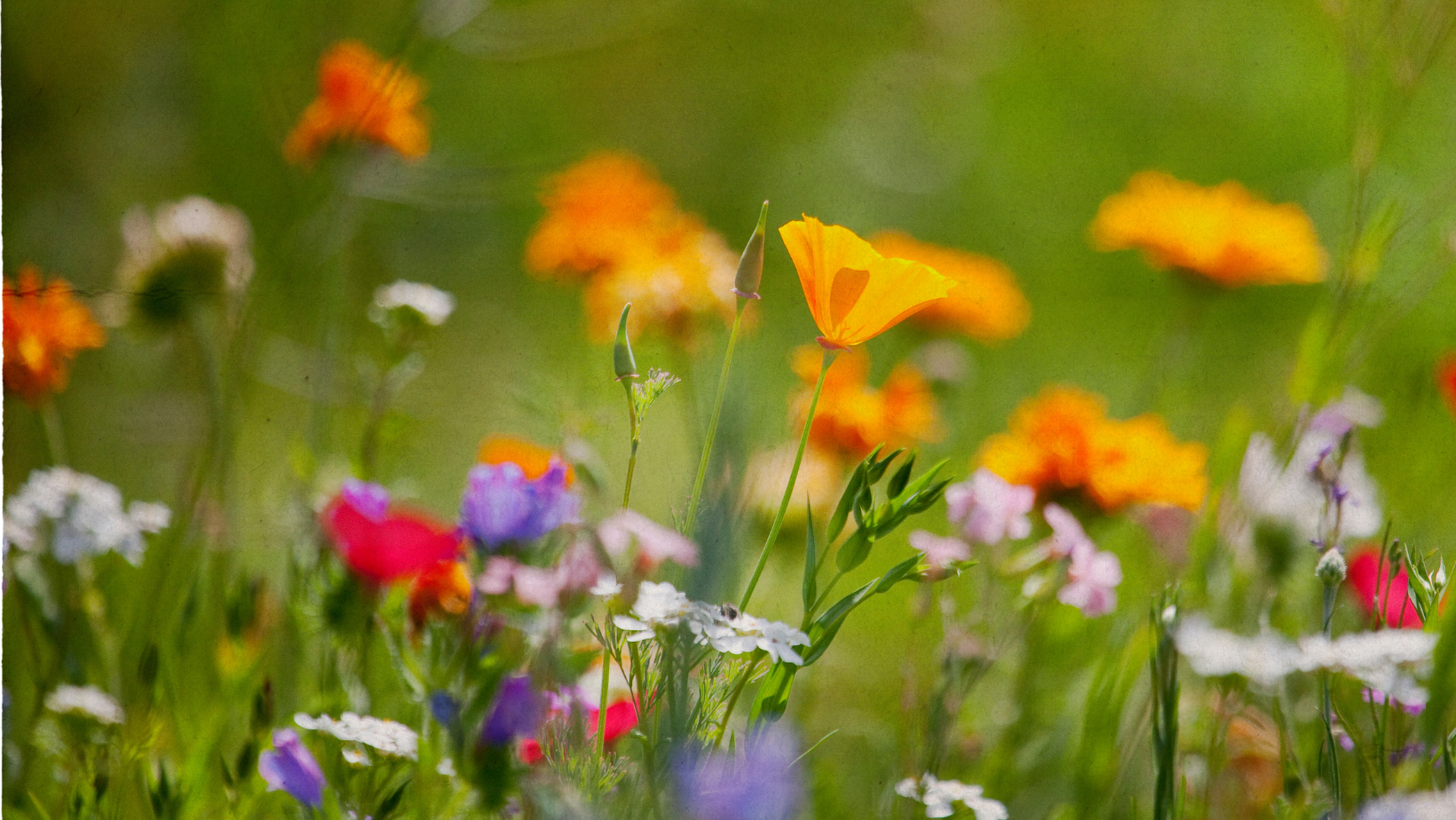 Wildflower Walk image