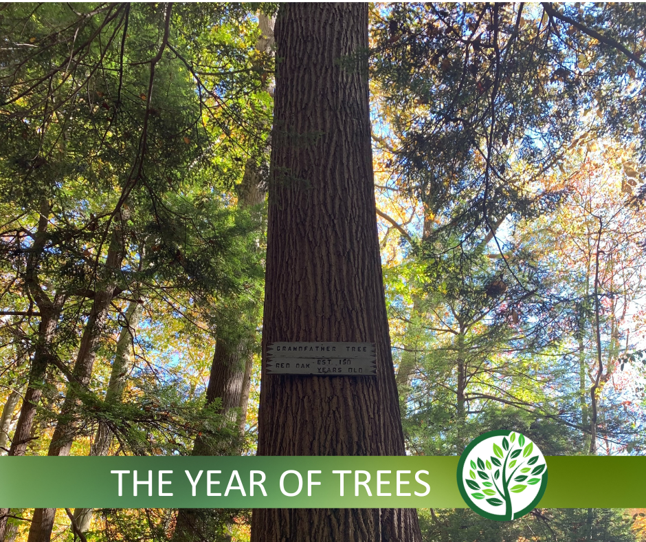 The Year of Trees v2