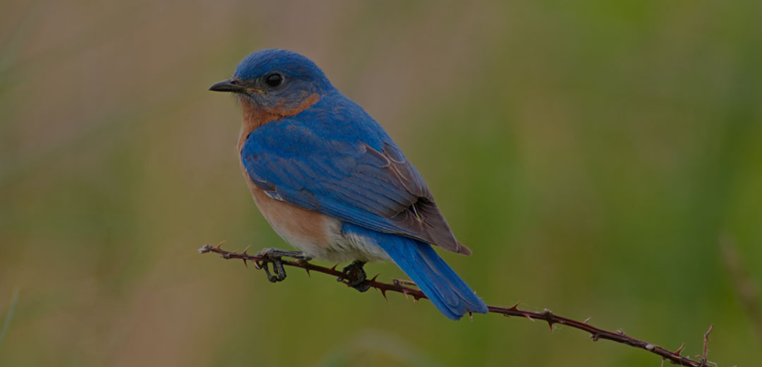 Bluebird 