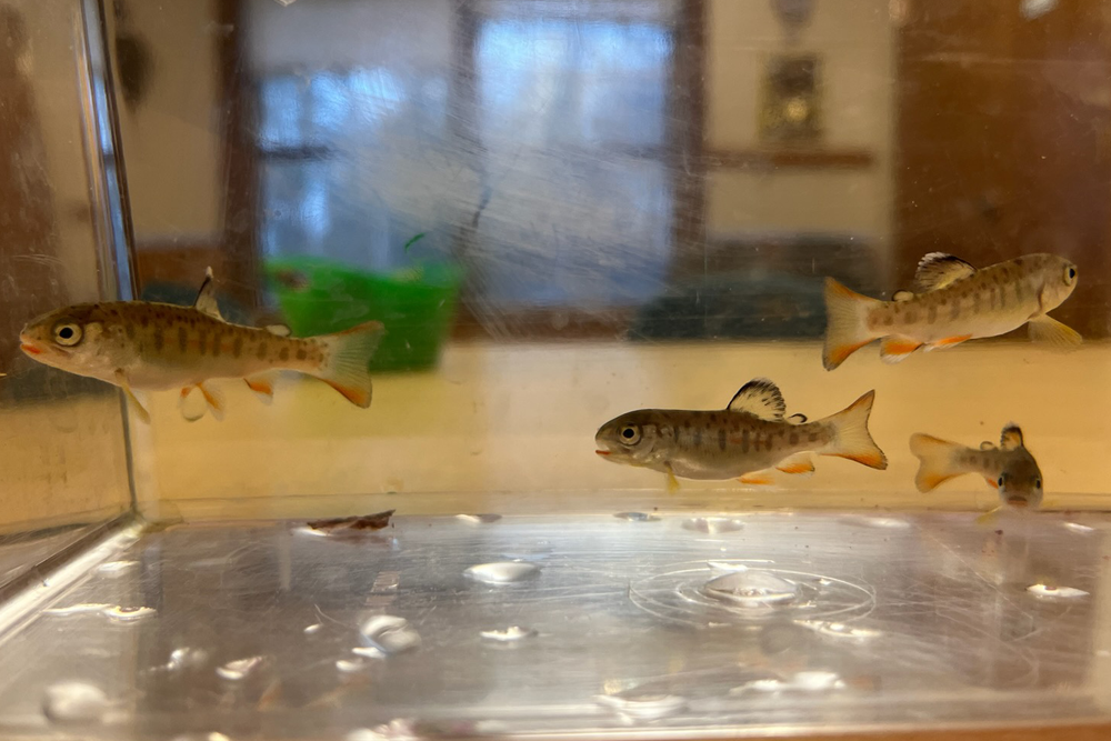 Trout in Classroom 4d