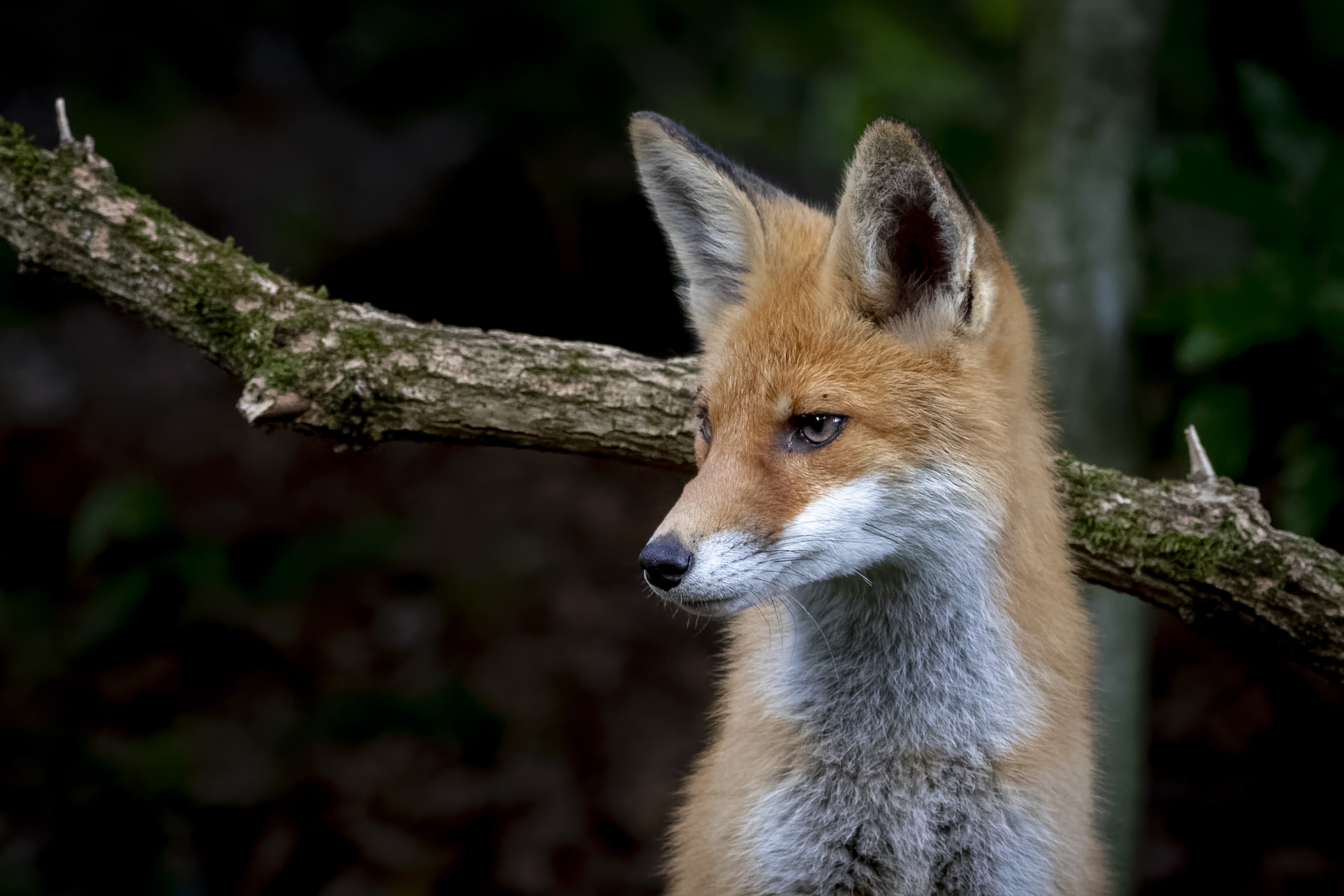 cute fox with sly facial expression near tree branch forest min