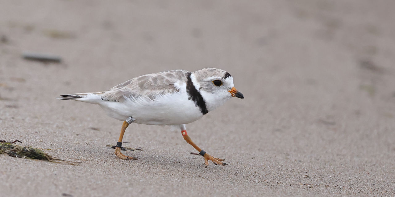 piping plover 5