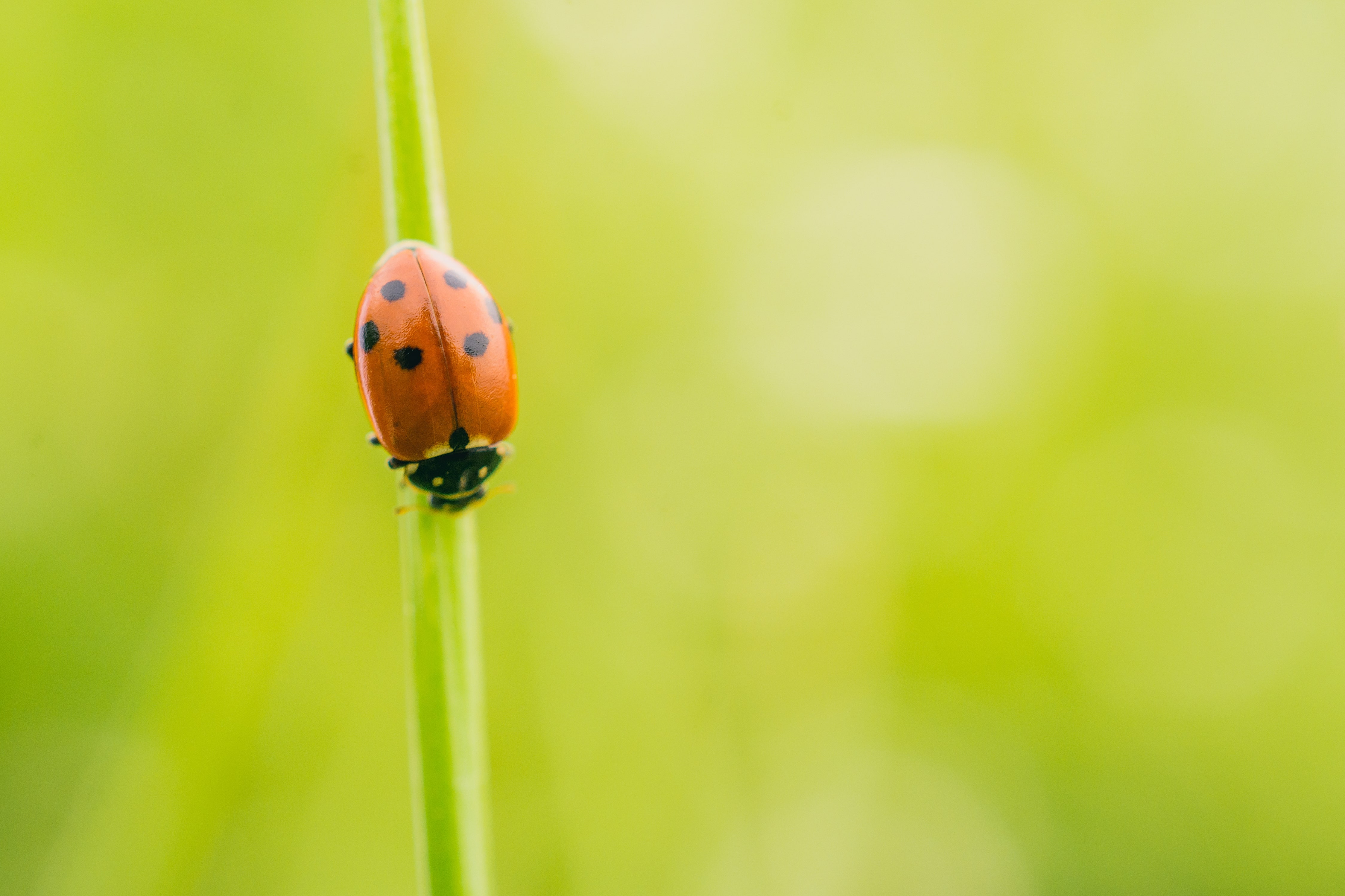 selective focus shot ladybird beetle plant field captured sunny day min