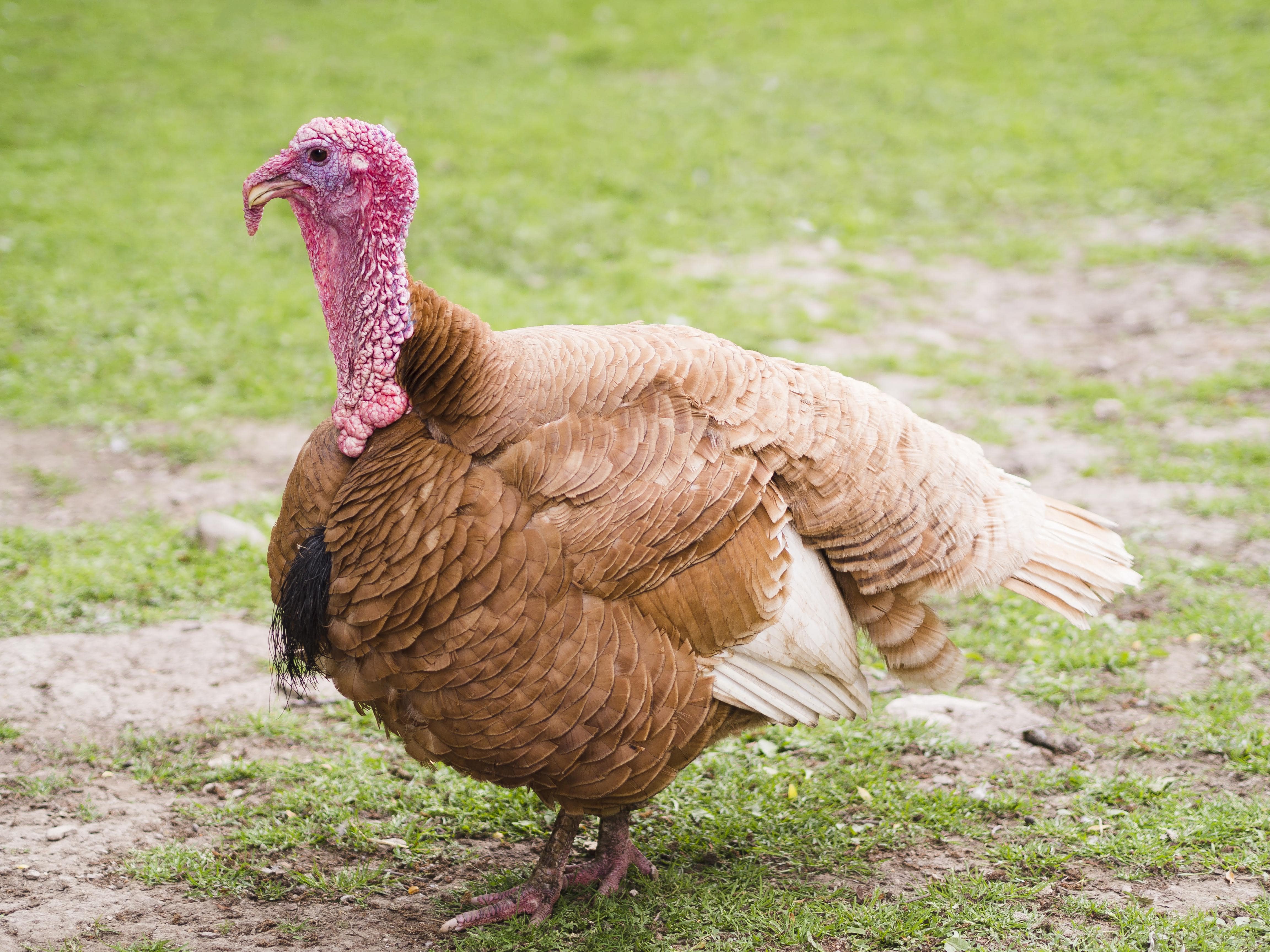 side view turkey outdoors min